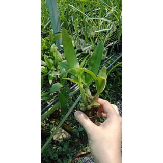 Denro màu giống màu mới