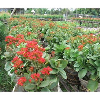 3 cây giống sống đời nhiều loại