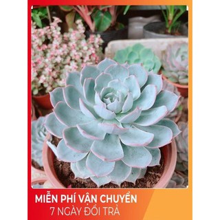 Chậu sen đá hồng phấn size đại