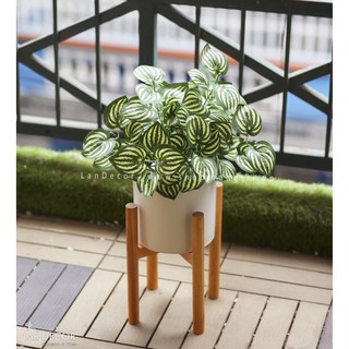 Cây giả - Cây lá sọc dưa hấu (45cm) để bàn, trang trí nhà LanDecor - LC045