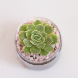 Sen đá ngọc bích đà lạt size mini kèm chậu 🥝 hư 1 đổi 1 ❄️ siêu cute