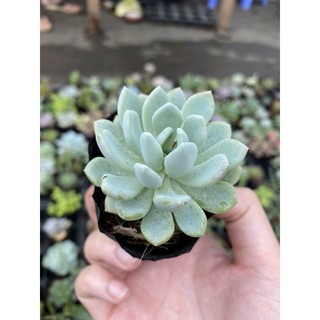 Sen đá cúc xoáy. Hiếm