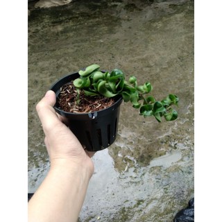 Lan cẩm cù lá xoắn đủ size