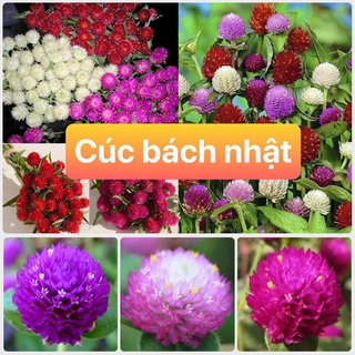 Hạt Giống HOA CÚC BÁC NHẬT mix màu 100 hạt