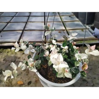 Cây thằn lằn cẩm thạch ( cây leo tường)-vườn của boss