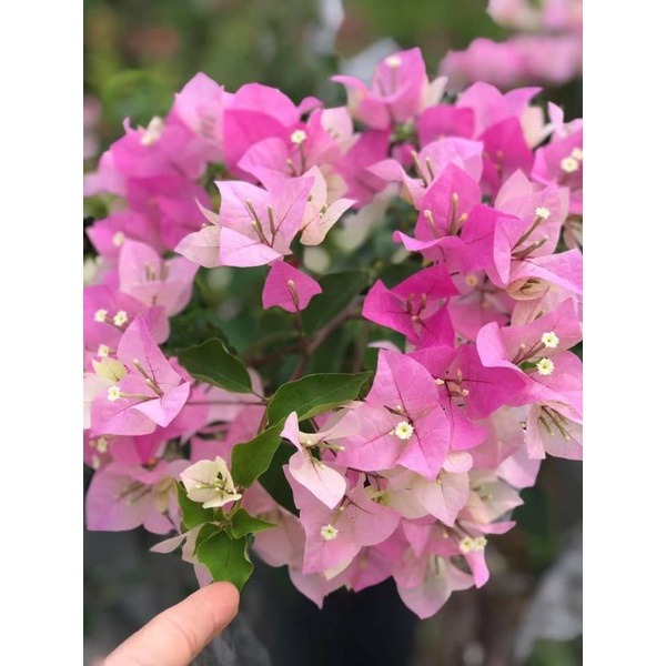 Giấy phớt hồng...thái siêu hoa