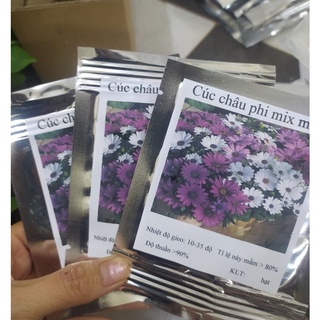 Hạt Giống Hoa Cúc Châu Phi gói 50 hạt