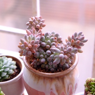 (Pachyphytum Baby finger) Sen đá sỏi baby finger cổ thụ