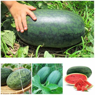 Hạt giống Dưa hấu thái F1 nguyên tem hàng thái