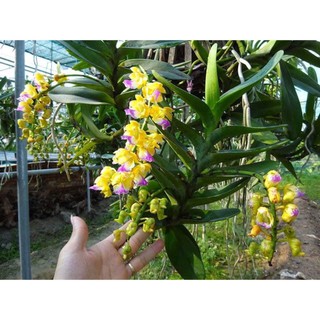 1 LAN RỪNG HOÀNG NHẠN - Hàng chuẩn Rừng - HOA ĐẸP THƠM