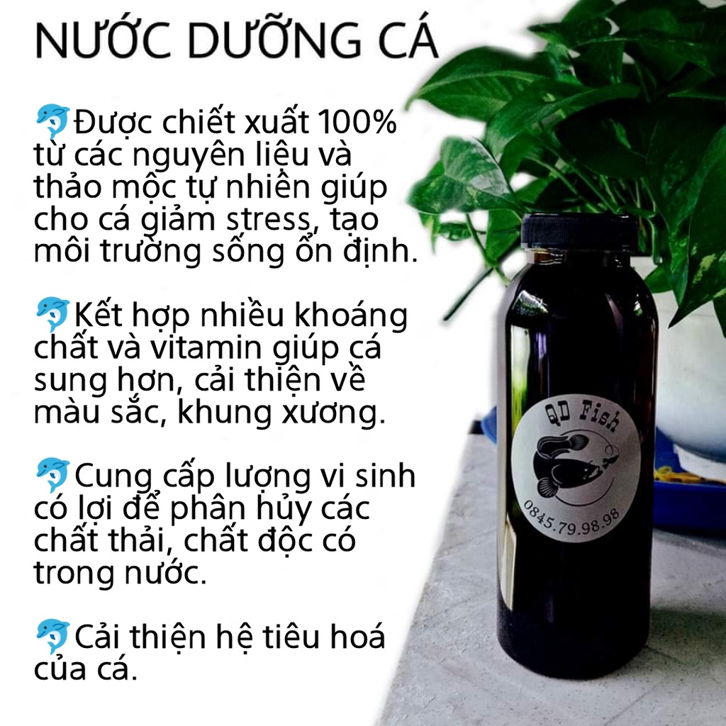 SỈ SÂM TĂNG LỰC - Blackwater - Sâm Cá Lóc Kiểng.
