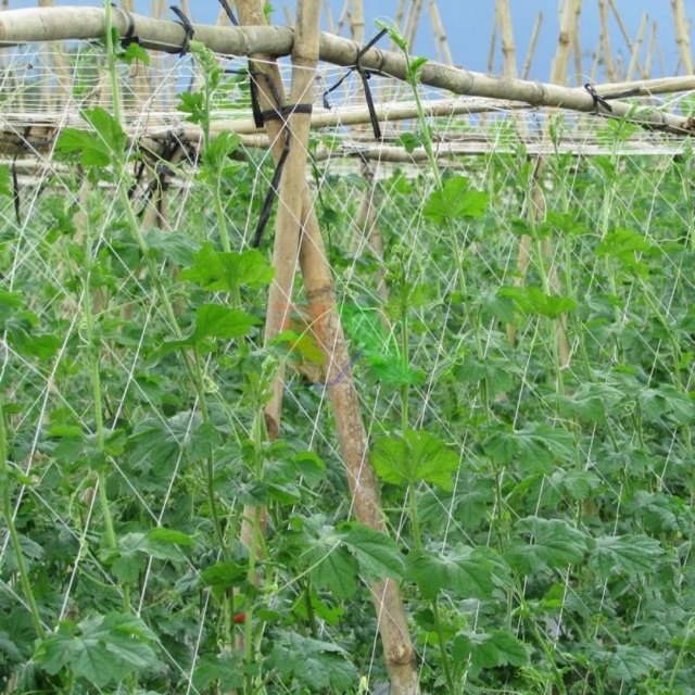 Combo 5m lưới cao 2m giàn dây leo tiện ích - trồng rau đô thị - lưới giàn leo -lưới tiện ích