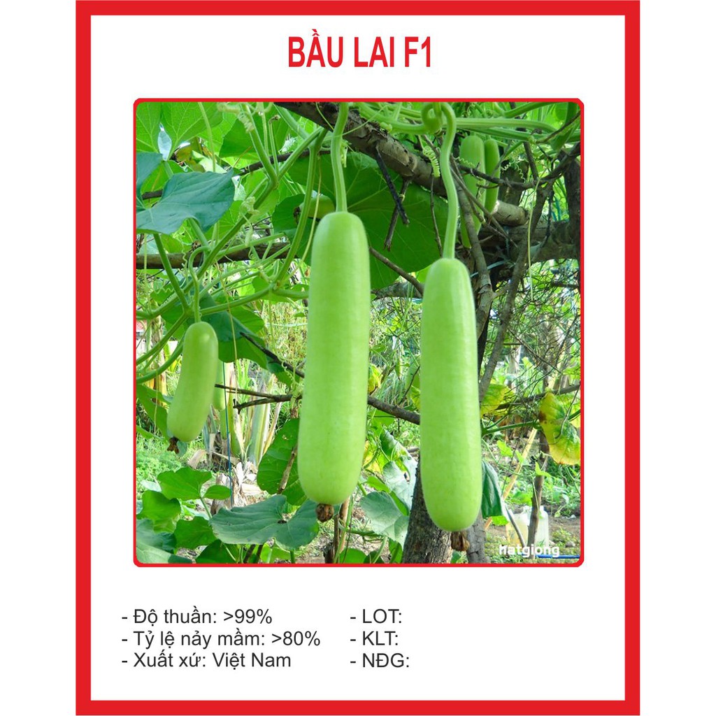 Hạt Giống Bầu Lai - 10 Hạt