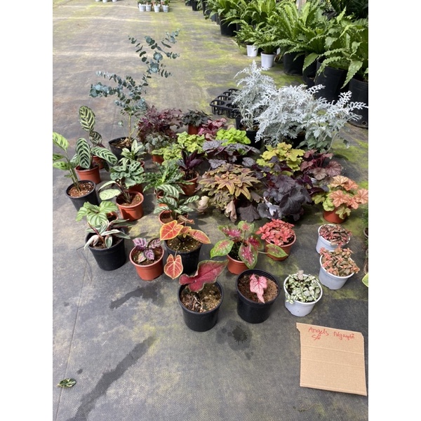 Chậu cứng đồng giá 110k