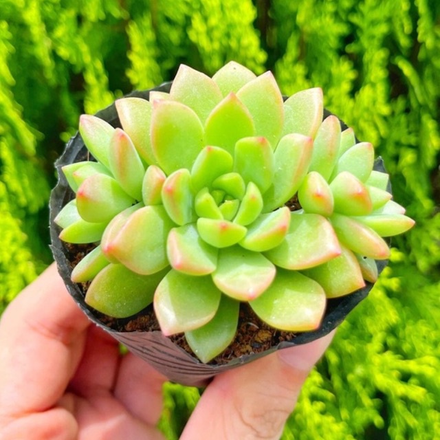 Sen đá mặt trời 5-7cm - Vườn sen đá