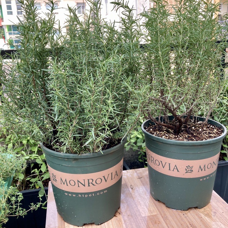 3kg Giá Thể Đất trồng cây gia vị JUN GARDEN