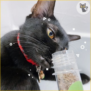 Cỏ Mèo Khô (Catnip)