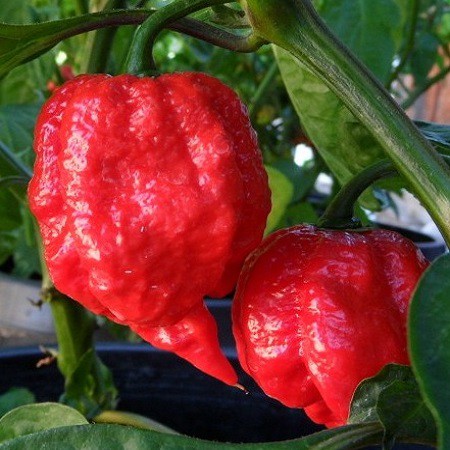Gói 5 hạt giống ớt siêu cay Carolina- loại cay nhất thế giới (tỷ lệ nảy mầm 95%)