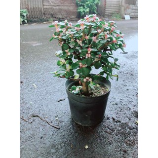 Đô La Thân Gỗ Bán Chạy