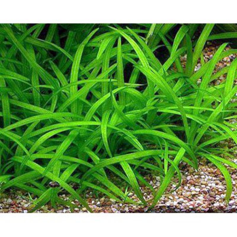 Cây Thủy Sinh cắt cắm không cần CO2, dễ sống