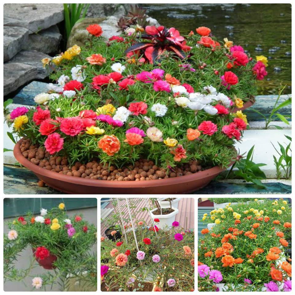 HẠT GIỐNG HOA MƯỜI GIỜ CÁNH ĐƠN NHIỀU MÀU - GÓI 0,3 GRAM