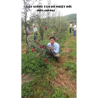 COMBO 1 CÂY TÁO ĐỎ & 1 CÂY CHERRY