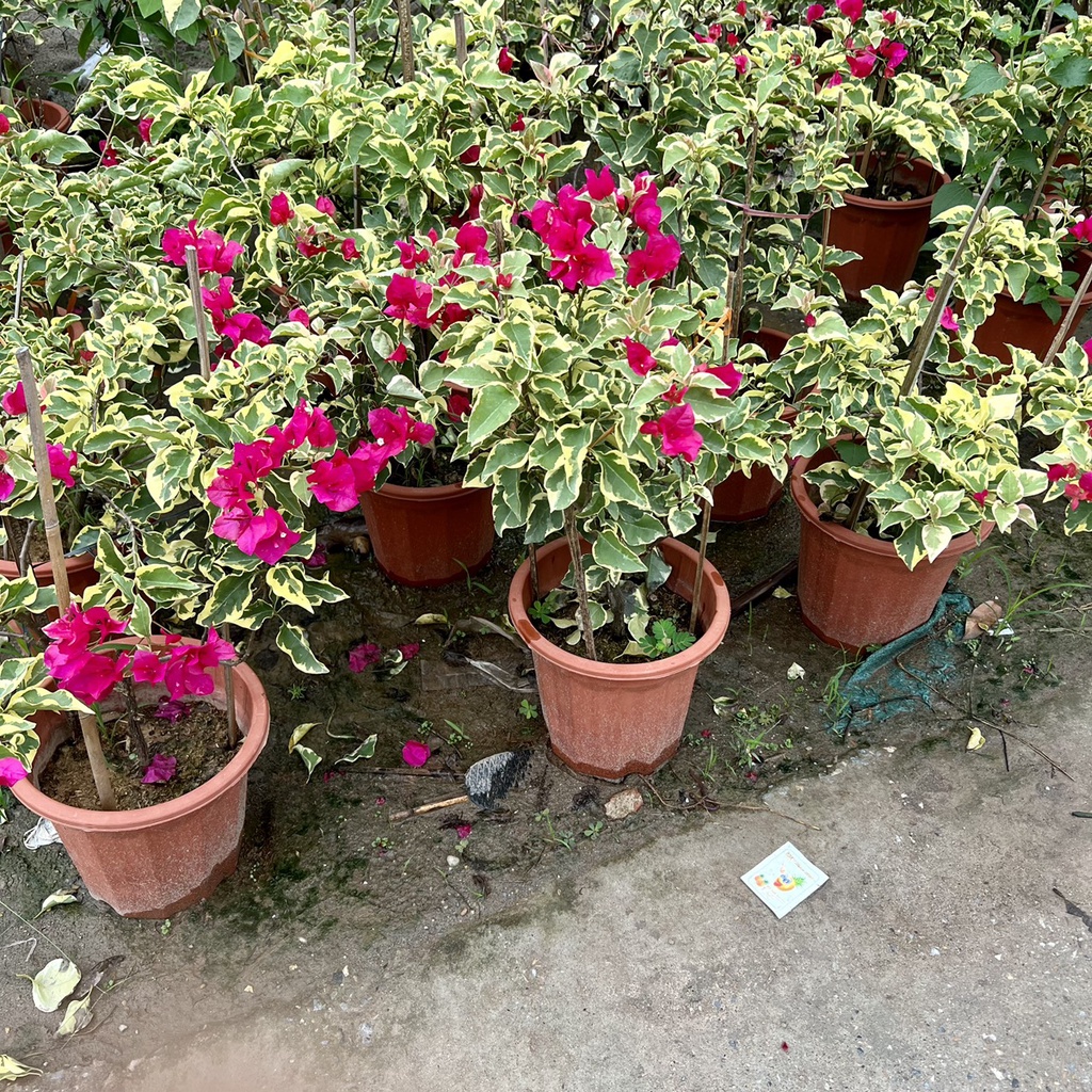 Cây hoa giấy cẩm thạch trưởng thành cao 80cm.
