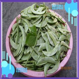 Hạt giống Đậu Ván Xanh .