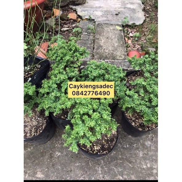 Caykiengsadec cây linh sam hạt gạo, bonsai mini sam hạt gạo tân phú, trang trí sân nhà