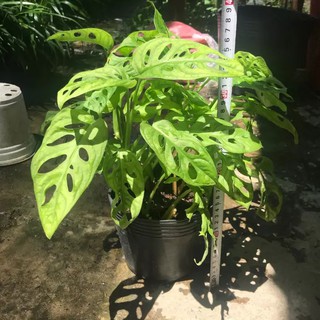 Cây trầu bà lỗ - cây cảnh để bàn