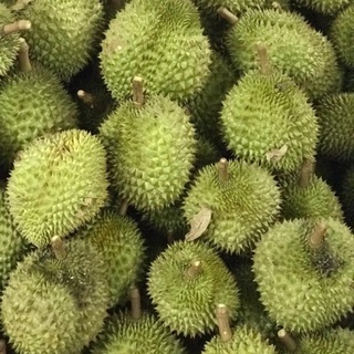 Cây Sầu Riêng Ri6 Hạt Lép .