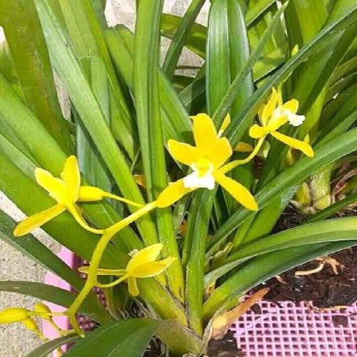 Hoa phong lan kiếm vàng ( thuần chậu, sire to) ki mập khỏe ấm chậu