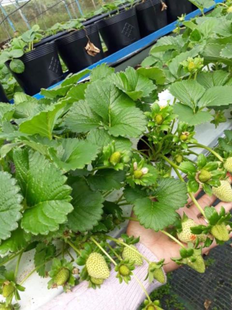 Com bo 10 cây dâu tây  hana siêu ngọt