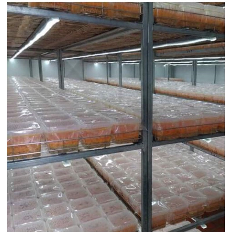 Đông trùng hạ thảo tươi 200g, nấm trùng thảo, PP Sâm Yến Thái An | BigBuy360 - bigbuy360.vn