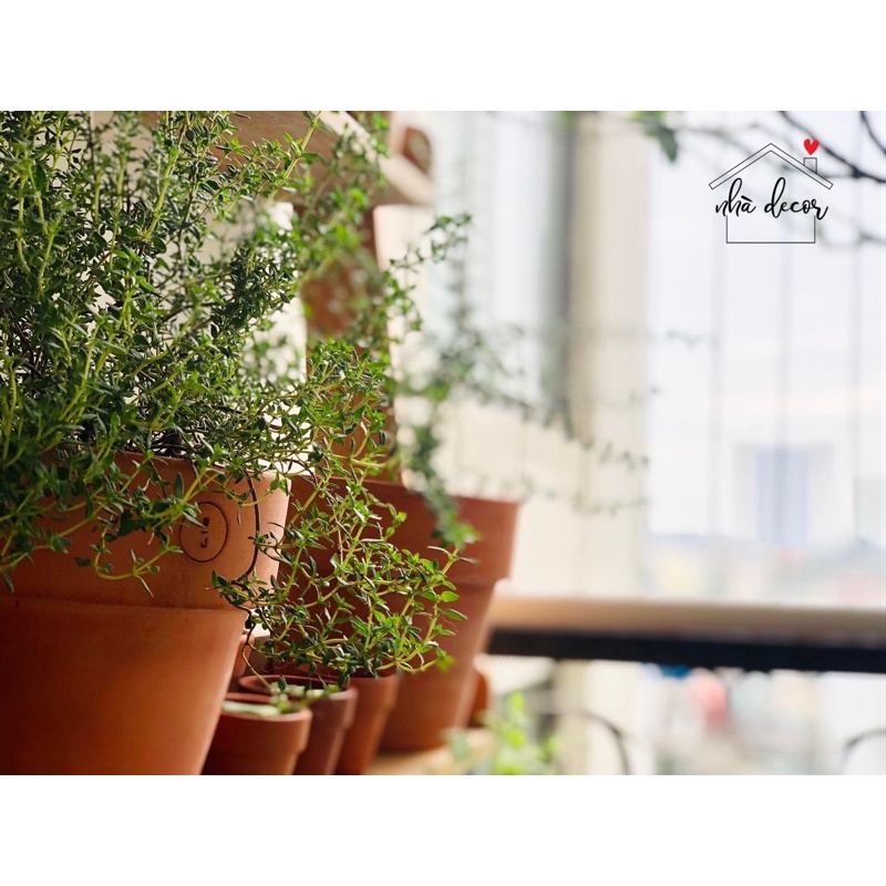 Chậu đất nung ly gờ Nhà Decor size vừa 17cm trồng cây cảnh cây lá kiểng cây sen đá ship 1h lỗi 1 đổi 1