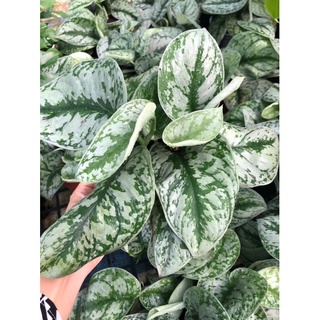 trầu bà lụa (giống mới -siêu rẻ)