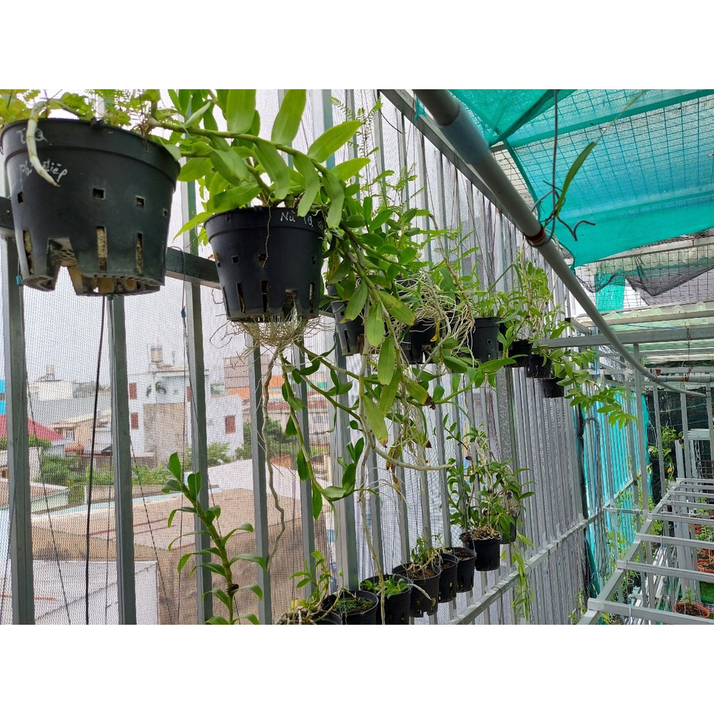 Phong lan phi điệp ám vùng Hòa Bình 5 cánh thanh lý giá rẻ