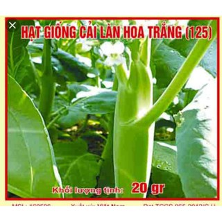 20 gr Hạt giống cải rổ(cải làn)