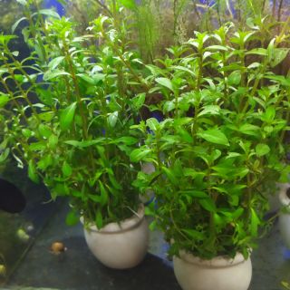 Cây thủy sinh Thanh Diệp (Ảnh thật của sản phẩm)