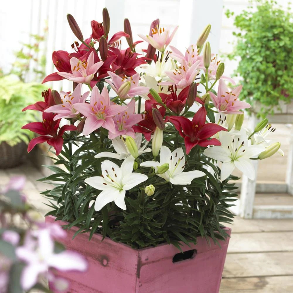 Củ ly lùn thơm, Củ TULIP Hà Lan mix đủ màu