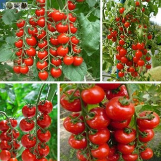 giống cà chua bị chùm đỏ gói 50 hạt