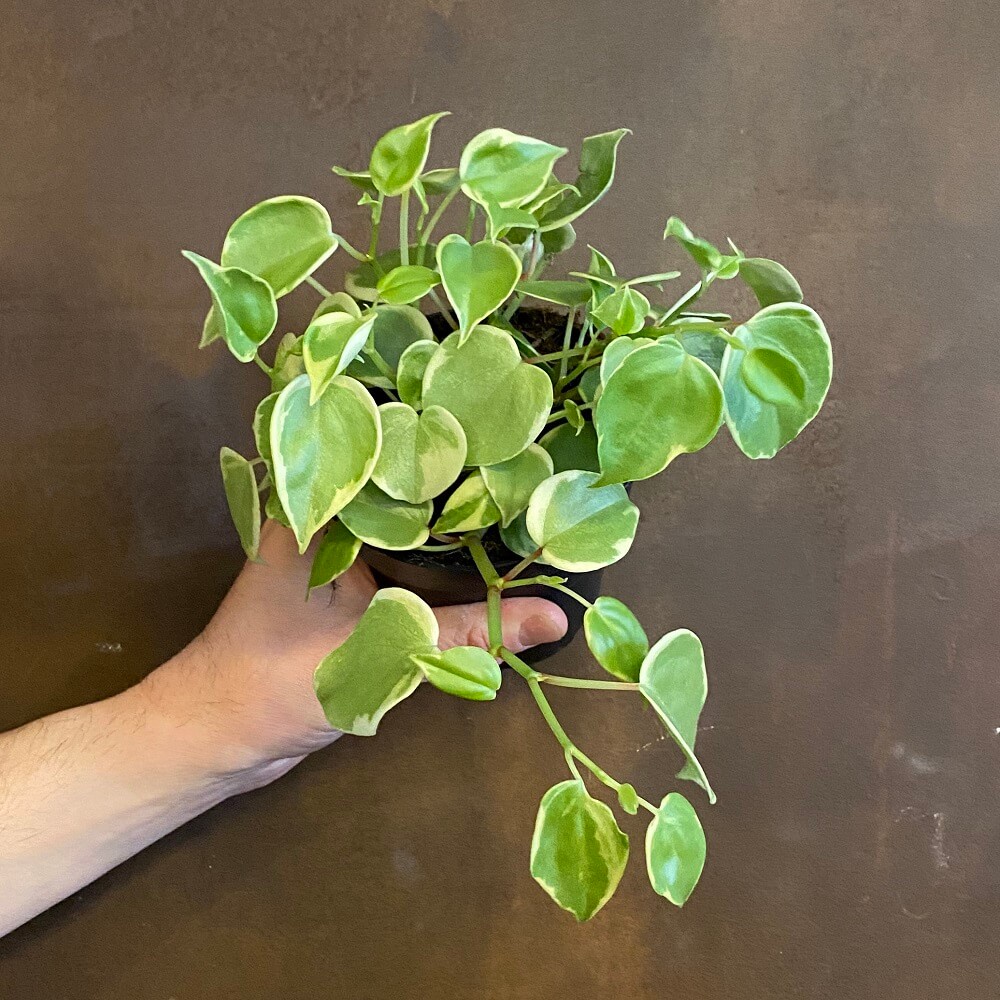 Cây Peperomia scandens Variegata (Cây Cupid) chậu nhựa