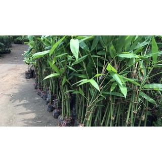Măng giống măng đen măng lục trúc