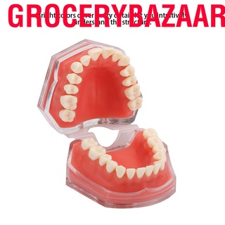 Grocerybazaar Gingiva Model Removable Teeth Soft Oral Demonstrating Dental Practice Teaching Tool
