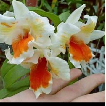 Hoa lan denro damry 3 lưỡi sắp nụ