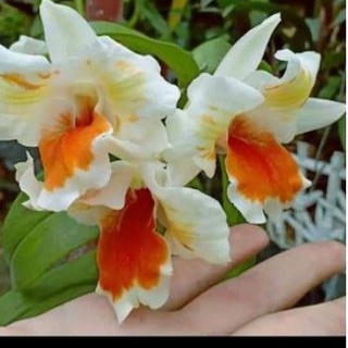 Hoa lan denro damry 3 lưỡi sắp nụ