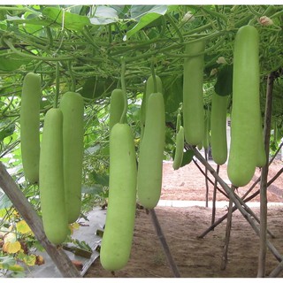 Hạt giống bầu lai f1 vtp03 | vạn tín store