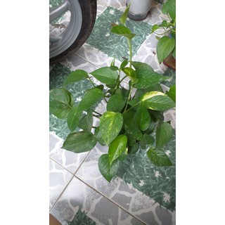 Chậu cây trầu bà.
