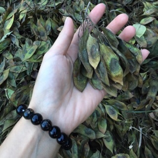 Hạt giống gỗ xưa đỏ quý 5 hạt