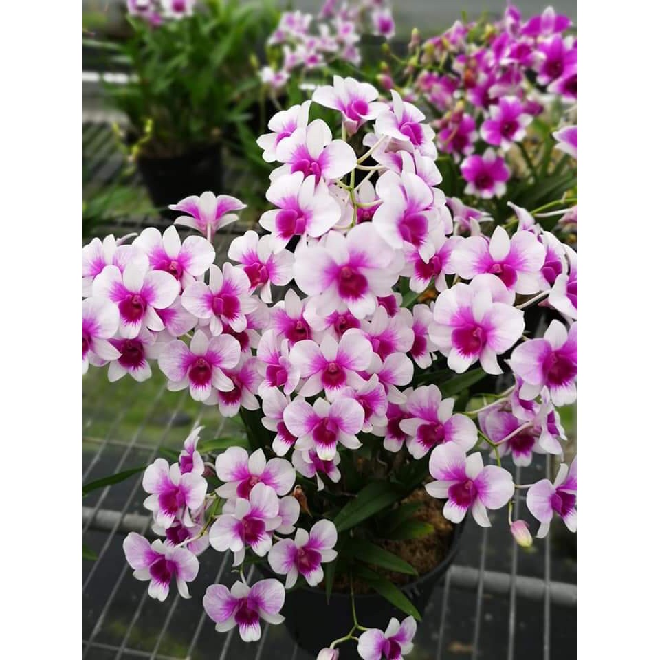 Cây gióng lan dendro lùn cao 5-10cm